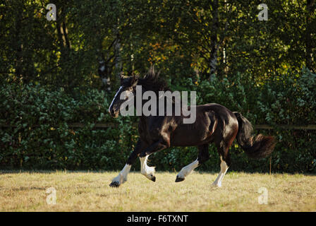 Schwarzen Shire schweres Zugpferd läuft Galopp auf der Weide Stockfoto