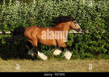 Gypsy Vanner Horse Hengst im Gestüt Stockfoto