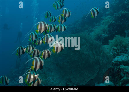 Schulzeit Bannerfish, Heniochhus Diphreutes, Chetodontidae, Sharm el Sheikh, Rotes Meer, Ägypten Stockfoto