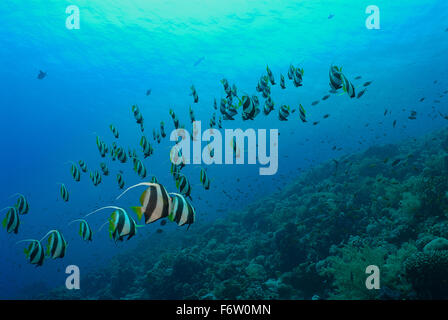 Schulzeit Bannerfish, Heniochhus Diphreutes, Chetodontidae, Sharm el Sheikh, Rotes Meer, Ägypten Stockfoto