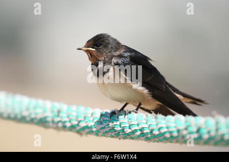 Junge Rauchschwalbe (Hirundo Rustica) sitzt auf einem Seil Stockfoto