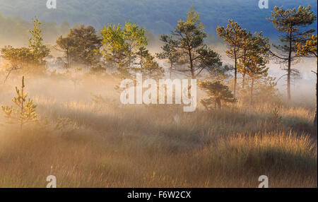 Nebligen Morgen Sonnenaufgang zwischen den Sumpf Bäume Stockfoto