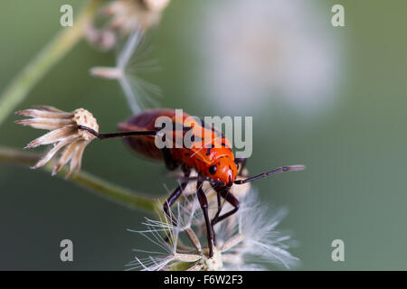 Rot Hemiptera Fehler auf Unkraut weiße Blume Stockfoto