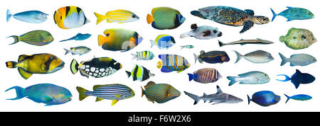 Sammlung von tropischen Fischen auf weißem Hintergrund Stockfoto