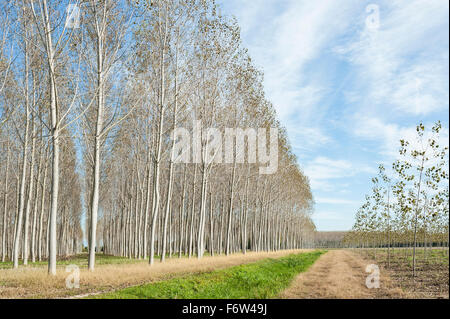 Landschaft panorama.aspen Wald und Land Straße Stockfoto