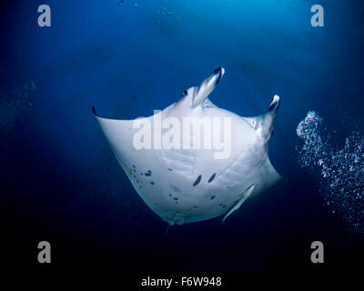 Manta-Rochen an eine Reinigungsstation auf den Malediven Stockfoto