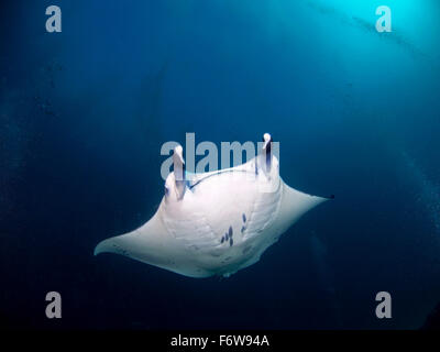 Manta-Rochen an eine Reinigungsstation auf den Malediven Stockfoto