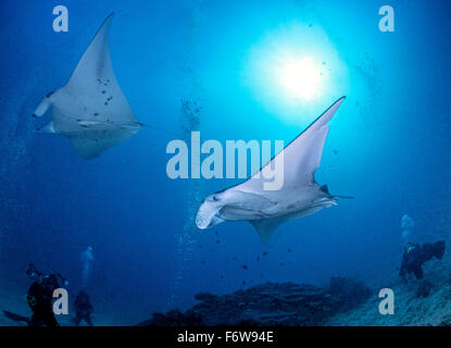 Reinigungsstation auf den Malediven mit 2 Mantas und Taucher Stockfoto