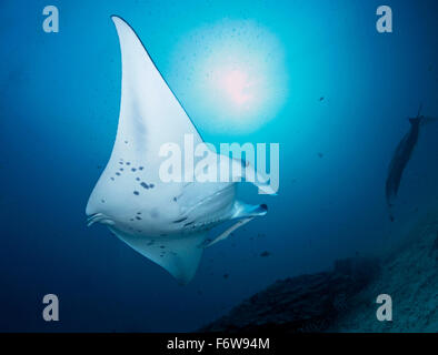 Manta-Rochen an eine Reinigungsstation auf den Malediven Stockfoto
