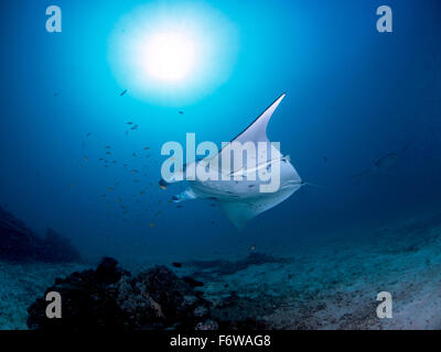 Manta-Rochen an eine Reinigungsstation auf den Malediven Stockfoto
