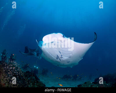 Reinigungsstation auf den Malediven mit 2 Mantas und Taucher Stockfoto