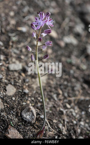 Scilla Autumnalis, Herbst-Blaustern wächst in einem Feld, Barrancos, Portugal. Oktober. Stockfoto