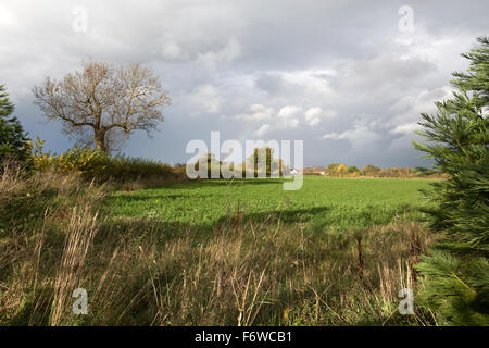 Dorf von Churton, England. Malerische Aussicht auf Pflanzen wachsen in einem Feld nahe der ländlichen Cheshire Dorf Churton. Stockfoto