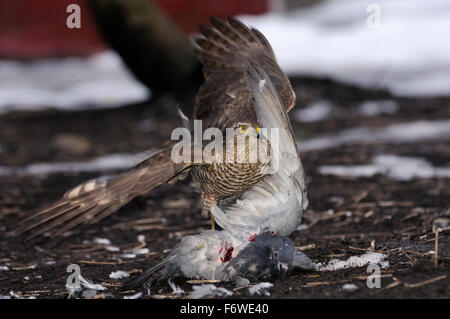 Eurasian Sparrowhawk gefangen wilde Taube Stockfoto