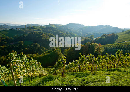 Weinberg im Herbst, Steiermark, Österreich Stockfoto