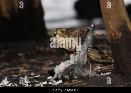 Eurasian Sparrowhawk gefangen wilde Taube Stockfoto