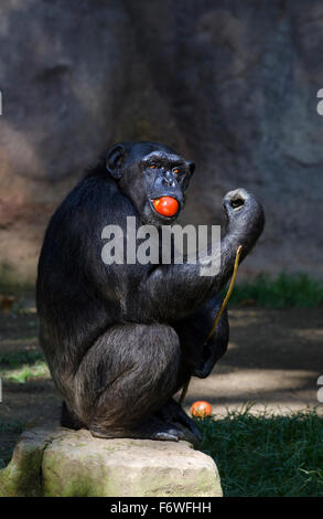 Schimpanse, Pan Troglodytes, Zoo von barcelona Stockfoto