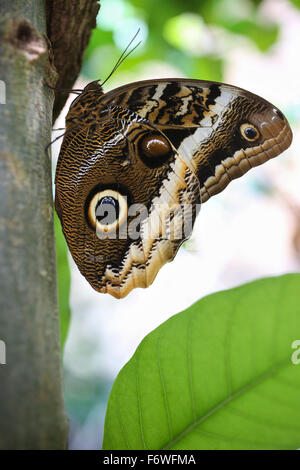 Schmetterling Schmetterlingshaus Botanischer Garten Leipzig