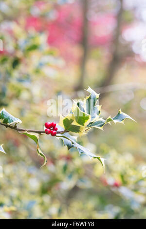 Ilex Aquifolium "Madame Briot".  Holly "Madame Briot" mit roten Beeren im Herbst Stockfoto