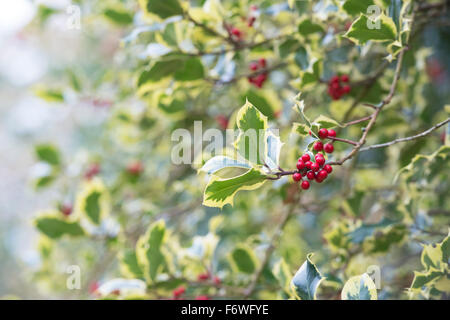 Ilex Aquifolium "Madame Briot".  Holly "Madame Briot" mit roten Beeren im Herbst Stockfoto