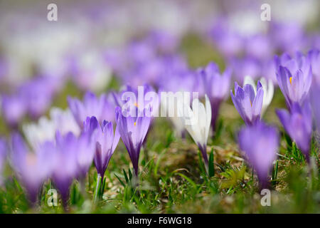 Weiße und Violette Krokusse in Blüte, Heuberg, Chiemgau-Bereich, Upper Bavaria, Bavaria, Germany Stockfoto