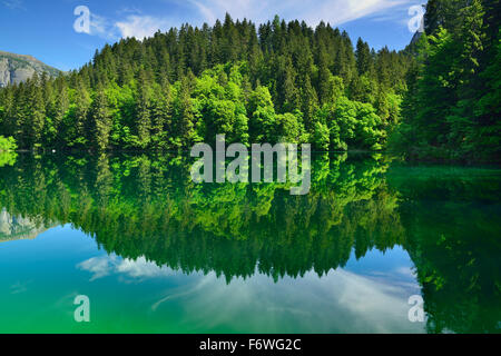 Trees reflecting in lake Tovel, lake Tovel, Brenta range, Brenta, Dolomites, UNESCO World Heritage Site Dolomites, Trentino, Ita Stockfoto