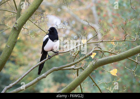 Pica Pica. Elster thront auf einem Baum in einem englischen Garten Stockfoto