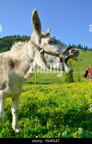 Esel stehend auf einer blühenden Wiese und Geschrei, Spitzing, Bayerische Alpen, Upper Bavaria, Bavaria, Germany Stockfoto