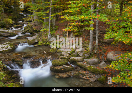 Herbst im Wald mit bunten Blättern und ein Mountainstream, Haute Savoie, Frankreich. Stockfoto