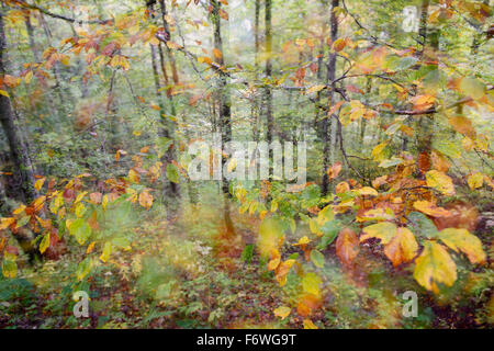 Blätter mit Herbstfarben im Wald und Doppelbelichtung. Stockfoto