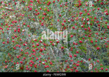 Europäische (Sorbus Aucuparia) Eberesche mit roten Beeren im Herbst in den französischen Alpen. Stockfoto