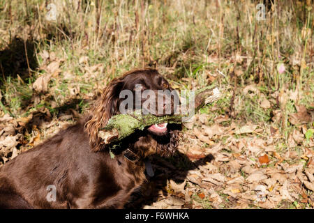 Schokolade braun (Leber) English Cocker Spaniel Hund tragen einen großen Stock im Maul auf einen Land gehen im Wald. UK Stockfoto