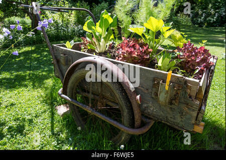 Garten Stillleben mit einem Wagen voller Pflanzen, Garten, Natur Stockfoto