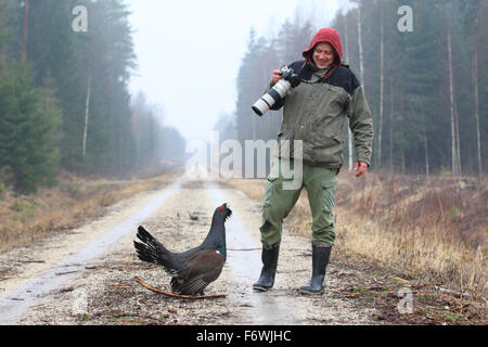 Aggressive Lekking Auerhuhn (at Urogallus) und Naturfotograf in defensive Haltung Stockfoto