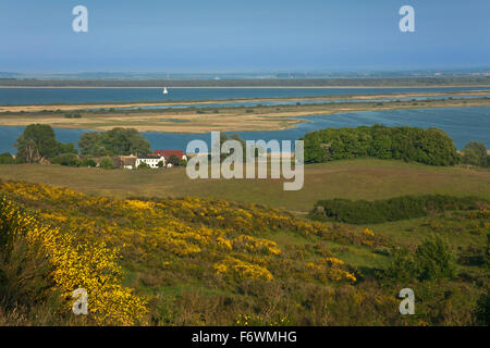 Ginster, Blick vom Dornbusch über den Bodden zur Insel Rügen, Insel Hiddensee, Ostsee, Mecklenburg Vorpommern, Deutsch Stockfoto