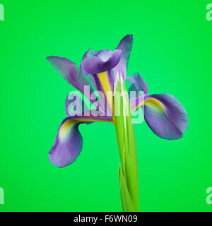 schöne lila Blume Iris, auf grünem Hintergrund Stockfoto