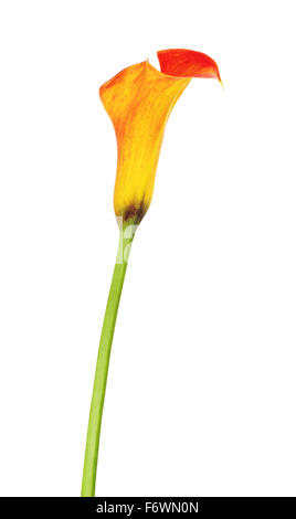 Feuerlilie Calla Zantedeschia Blume, isoliert auf weiss Stockfoto