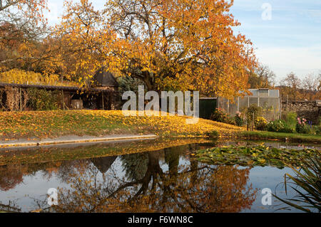 Herbstimpression, Herbst, Teich Stockfoto