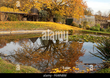 Herbstimpression, Herbst, Teich Stockfoto