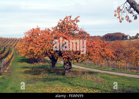 Herbstimpression, Kirschbaum, ueberzeugt, Herbst Stockfoto