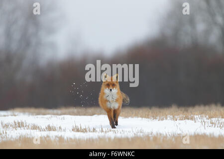 Rotfuchs (Vulpes Vulpes) in der Paarungszeit Stockfoto