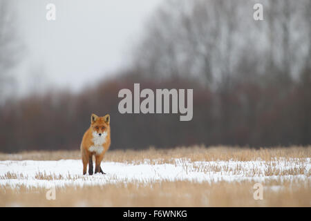 Rotfuchs (Vulpes Vulpes) in der Paarungszeit Stockfoto