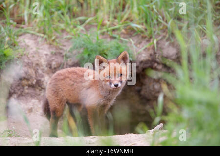 Rotfuchs (Vulpes Vulpes) Kit vor Den Fuchs. Europa Stockfoto