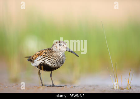 Alpenstrandläufer (Calidris Alpina) Erwachsene in der Zucht Gefieder. Stockfoto