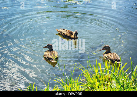 drei schwimmen Enten in den kleinen Teich Stockfoto