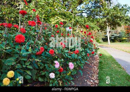 Anzeige der Dahlien im Herbst bei Nottingham Arboretum. Stockfoto