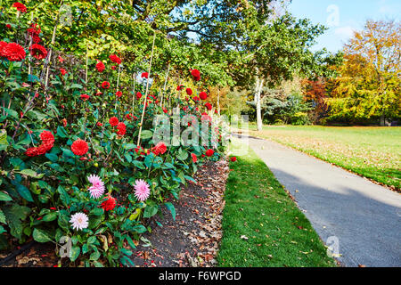 Anzeige der Dahlien im Herbst bei Nottingham Arboretum. Stockfoto