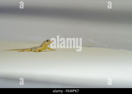 Gekko mit einem bestimmten Kopf auf die Oberfläche für Insekten zu durchforsten Stockfoto