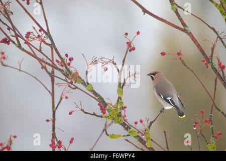 Böhmische Seidenschwanz (Bombycilla Garrulus) im Winter. Europa Stockfoto