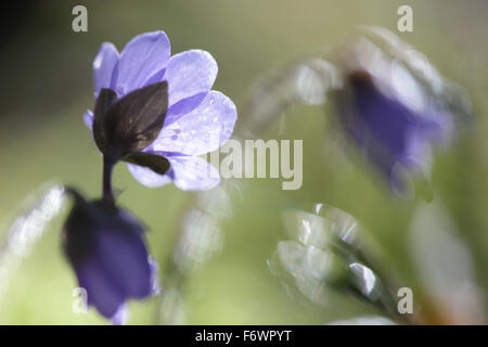 Leberblümchen (Hepatica Nobilis) Blumen im Frühling. Europa Stockfoto